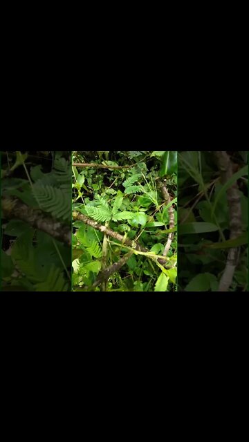 Weird Plant (Mimosa Pudica)