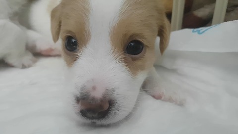 The Jack Russell Puppies Learning to Walk Compilation