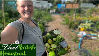 Mid-summer Harvest and Overcoming Pest Damage: Allotment Garden