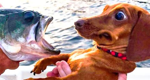 Watch these crazy Dogs and Cats. REALLY FUNNY.