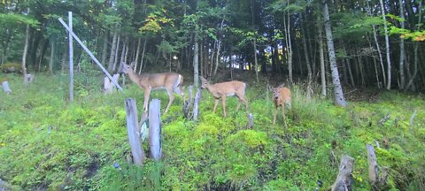 Deer in the fall