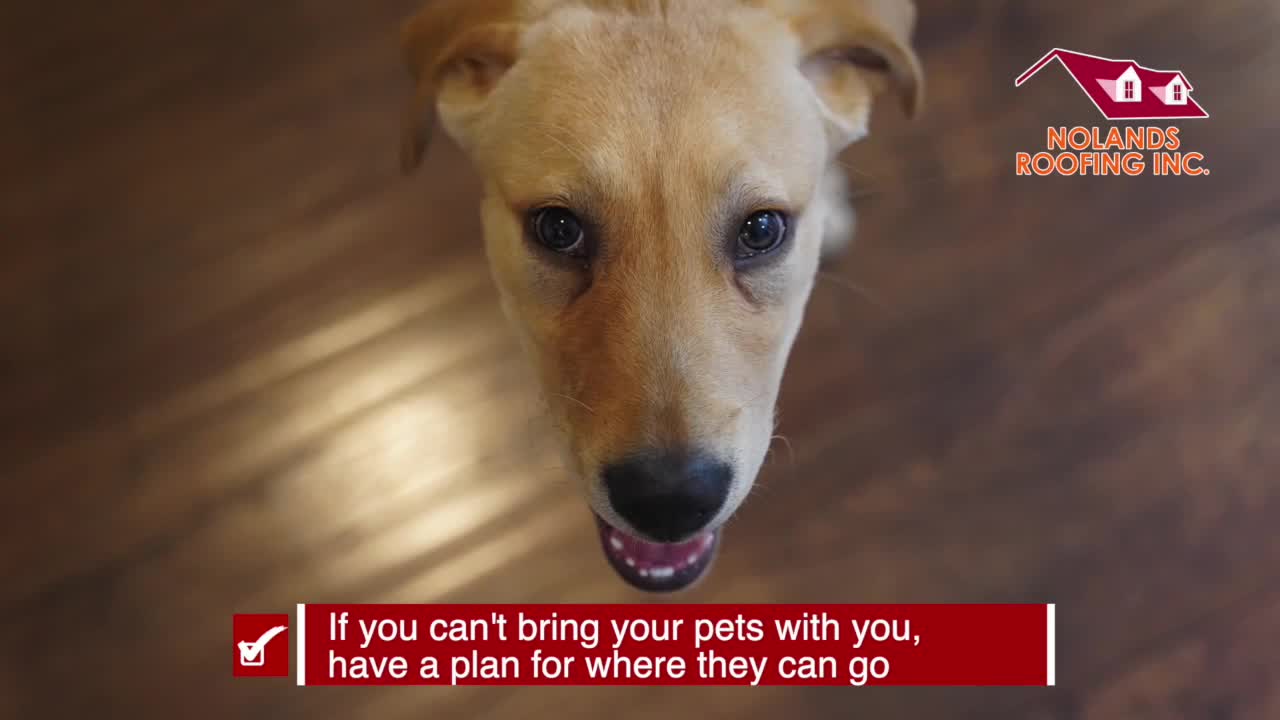 Keeping your pets safe | Tracking the Tropics Quick Tip