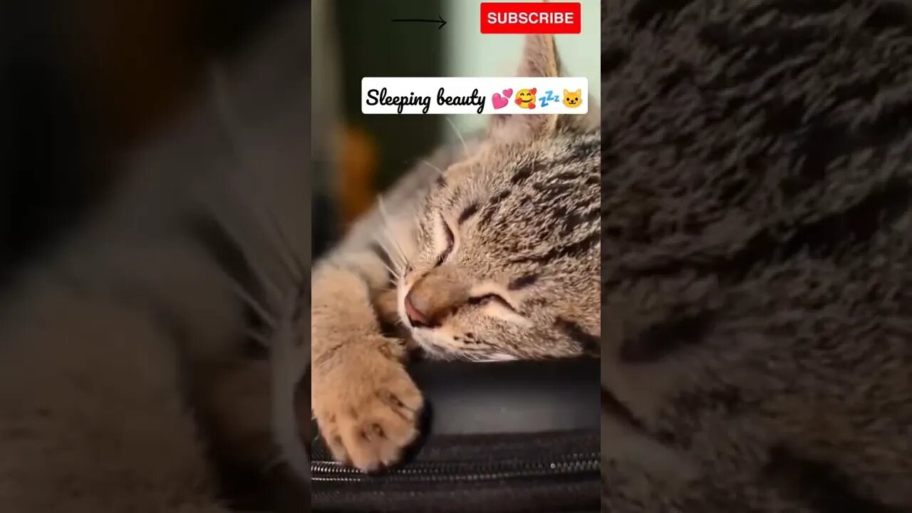 Cute Cat Sleeping 🥰🥰 #shorts #cute #catvideos #catlover