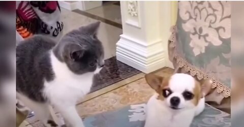 Very Funny Videos 😀 Cute Dog 🐕 and So Funny 🐈 Cat