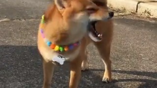 Confused Shiba Inu Dog Tries His Best To Catch The Wind