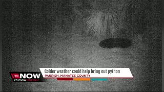 Colder weather could help bring out python hiding in Manatee neighborhood