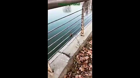 Kind Man Rescued Stuck Bird