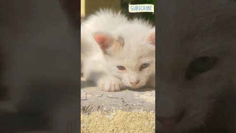 Cute little Kittens !! 🥰🥰 💕#shorts #trending #catvideos #1