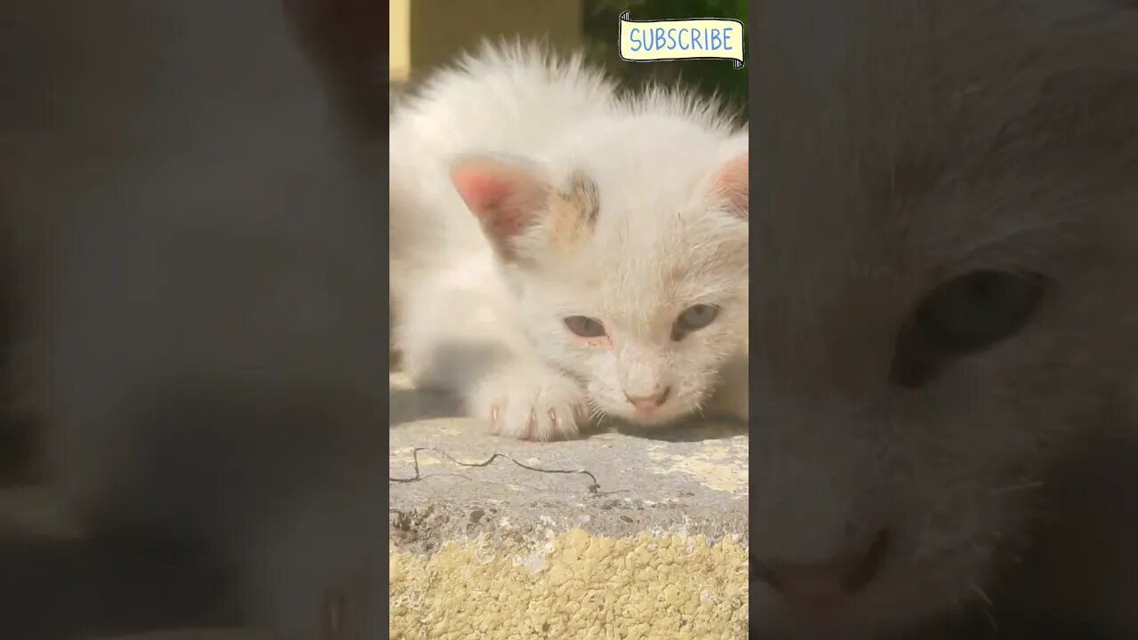 Cute little Kittens !! 🥰🥰 💕#shorts #trending #catvideos #1