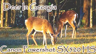 Filming Deer with A Canon Powershot