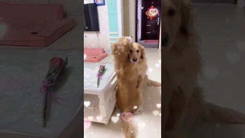 #shorts Смешные Собаки Из Тик Тока 108 Funny Dogs From Tiktok