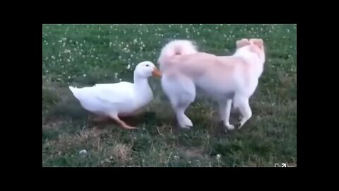 Funniest Animals 2023 Funniest cat and Dogs Part 01 funny