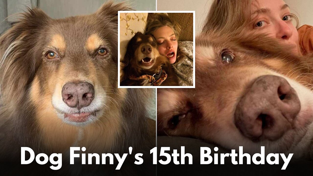 Amanda Seyfried Celebrates Dog Finny's 15th Birthday with Adorable Photo Dump