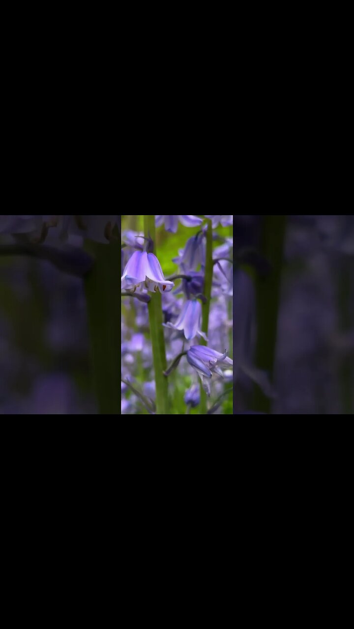 BLUEBELLS: Lovely blue or purple flowers for your garden.