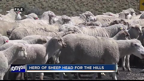 They're baaack! Sheep hoofing it into the Boise foothills