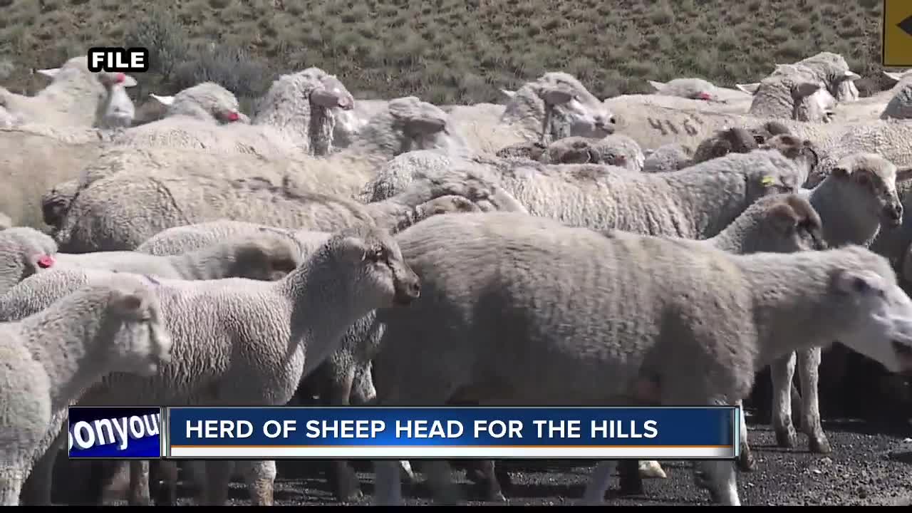 They're baaack! Sheep hoofing it into the Boise foothills