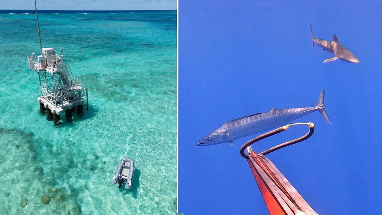 Finding a LOG FULL of FISH in the middle of the OCEAN!