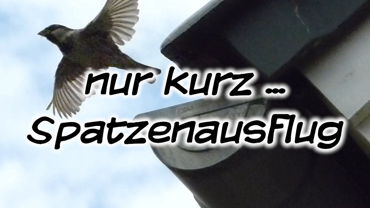 Mach's Dir. Selbst. - (nur kurz) Spatzenausflug