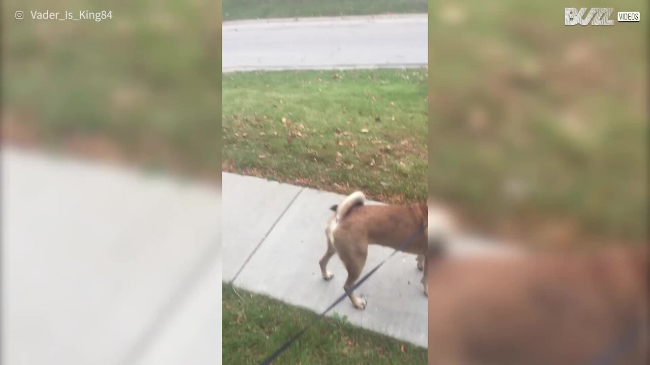 Cagnolina aspetta alla fermata del bus tutti i giorni