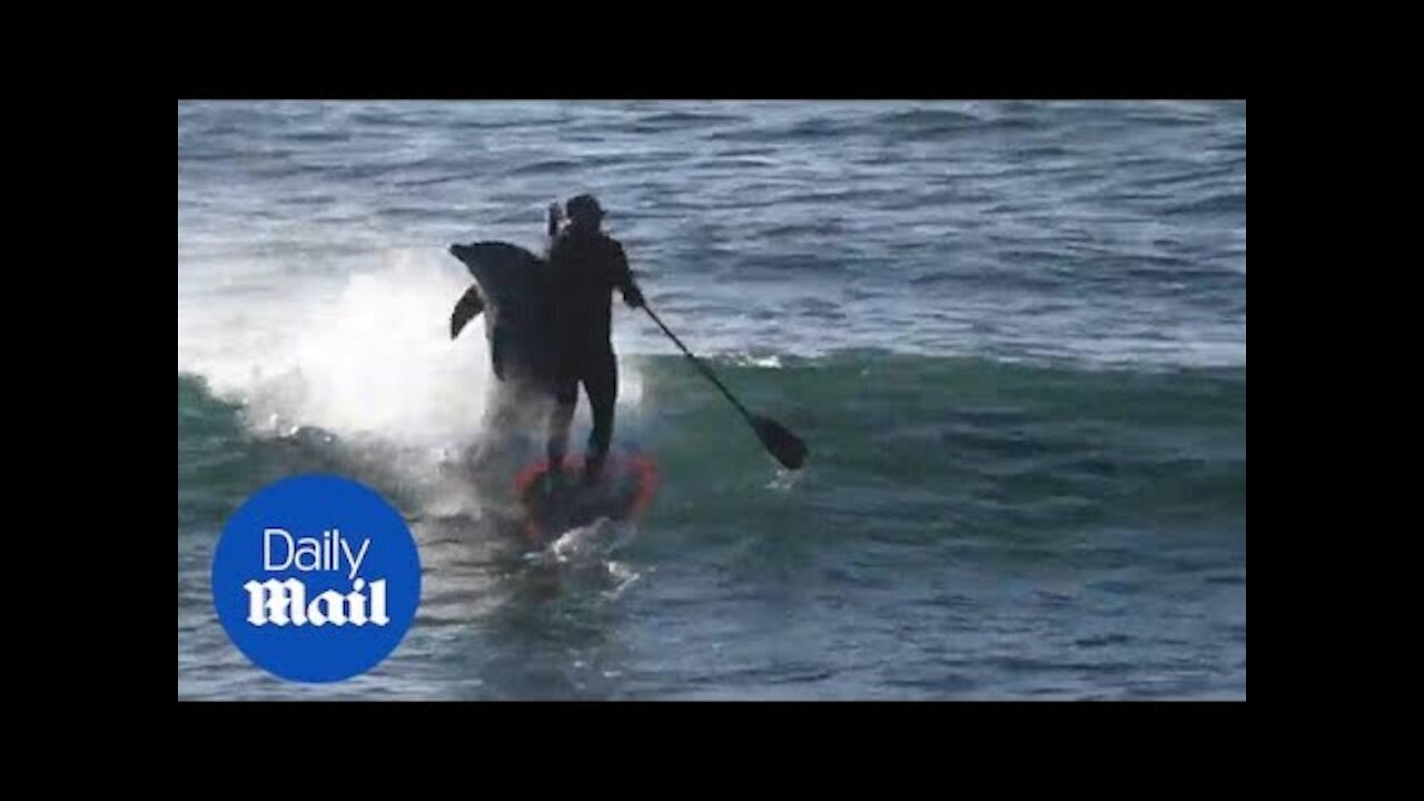 Dolphin takes out paddle boarder in hilarious fashion - Daily Mail