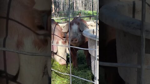 #piggies #piglets #largeblackcross #hereford #countryliving #wildernessliving #homesteading