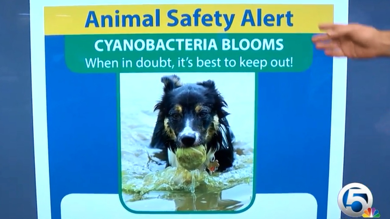 Animal safety alert concerning algae blooms issued by Centers for Disease Control