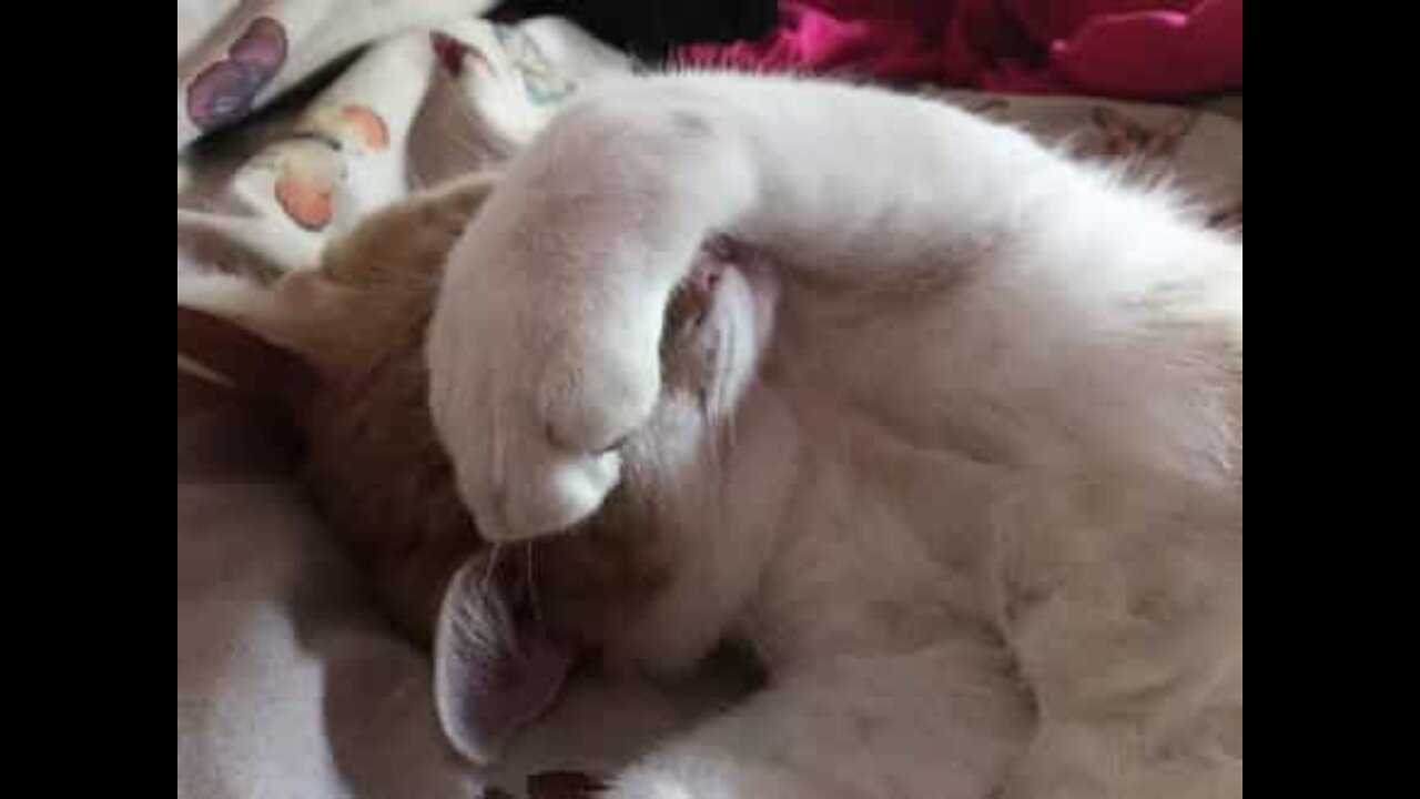 Ne pas déranger le chat qui dort...