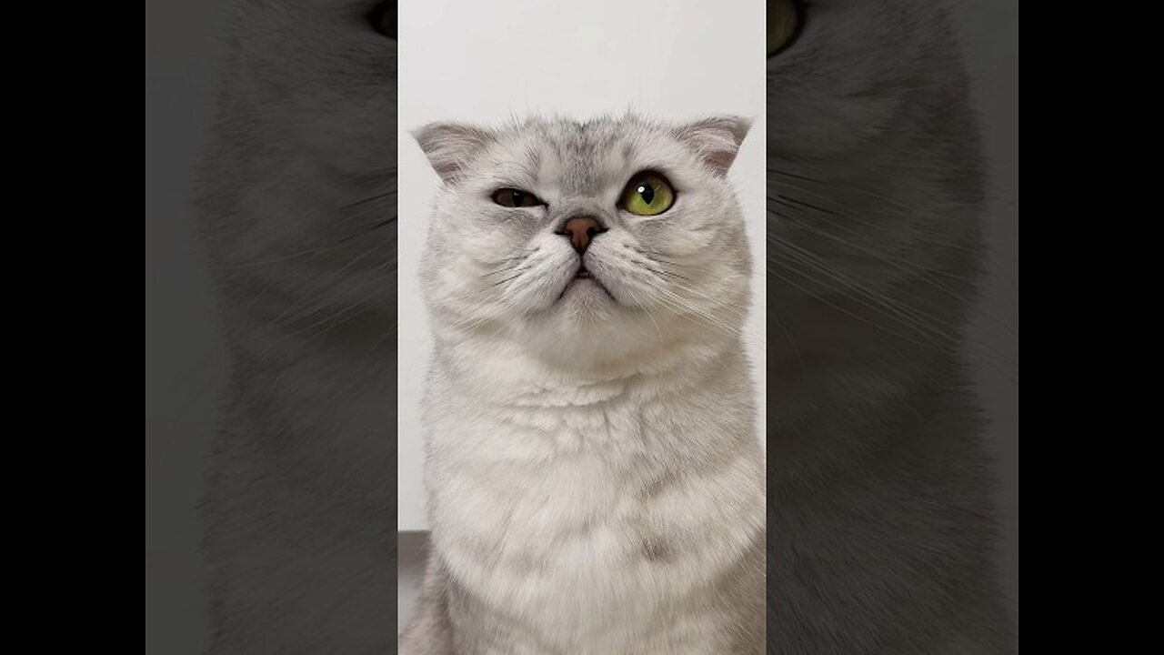 funny cats 🤣