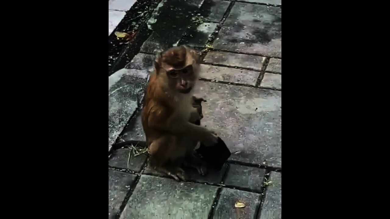 Wow This monkey wearing mask | #Shorts #Animals #Forest