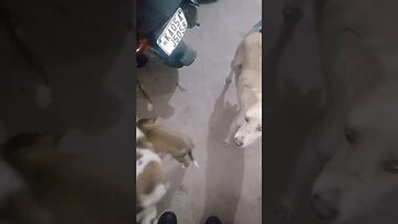 #dogs #dog #viral #fyp #shorts #short #reels #reel #funny #nature #funnymoments #funnydogs #puppy 19