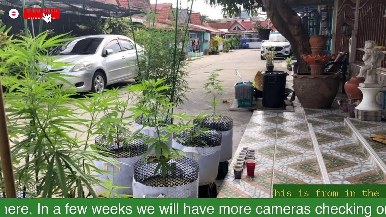 24/7 Pattaya Thailand cannabis garden