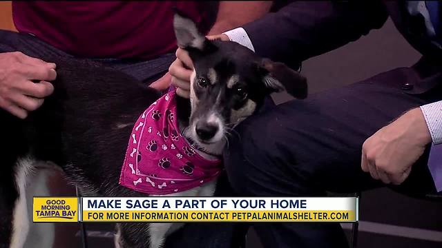 Pet of the week: 7-month-old Sage needs to be adopted by an active family