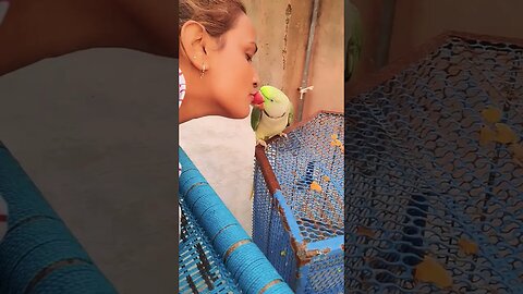 love with parrot