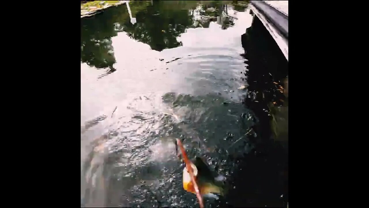 fishing from the perspective of the fish.... wait for it