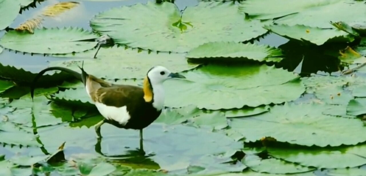 Bird watching and water bird