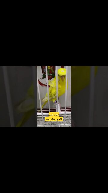 تزاوج طيور البادجي هوكو رينبو روعة