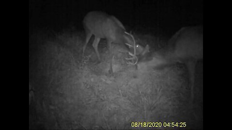Young Red Stags Sparing