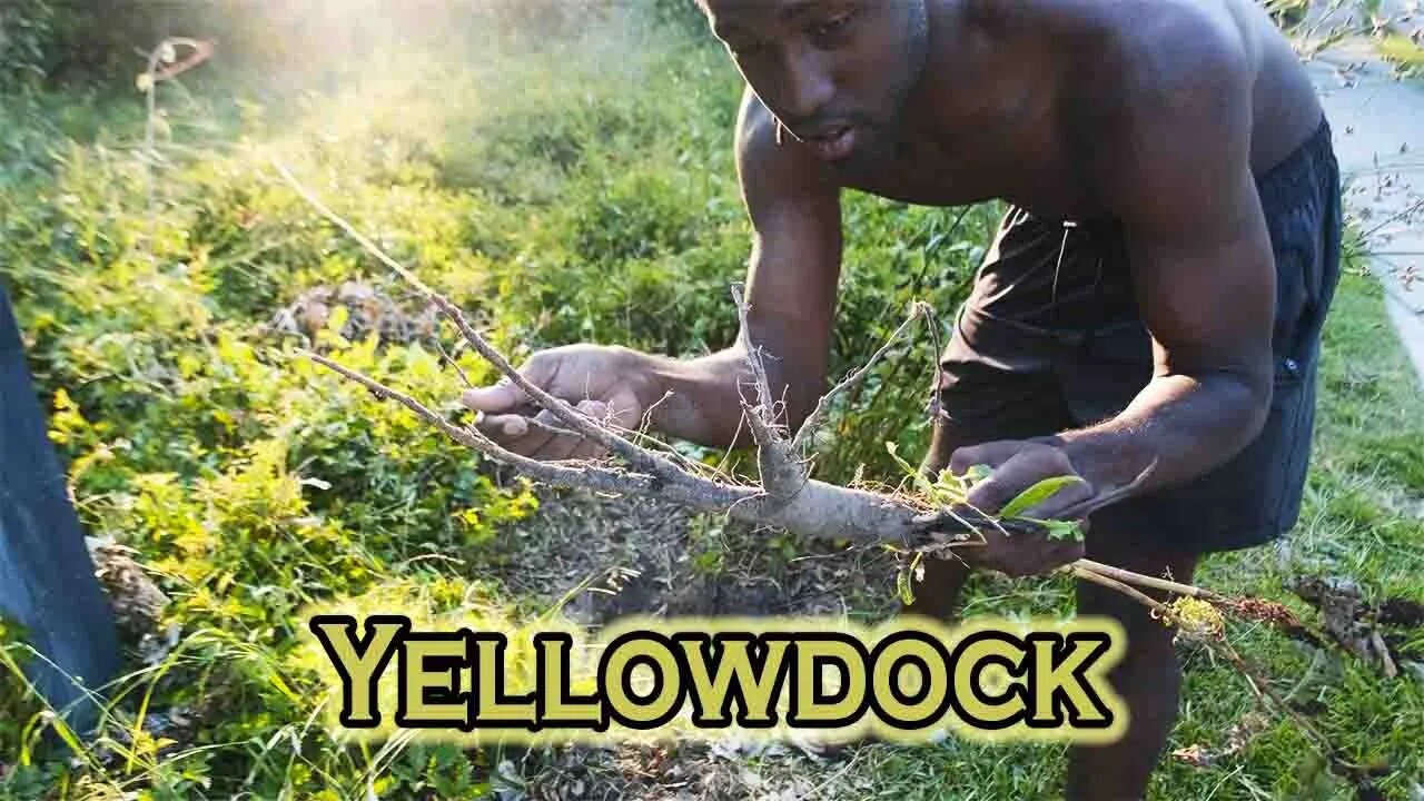 Harvesting Yellow Dock (Rumex Crispus)