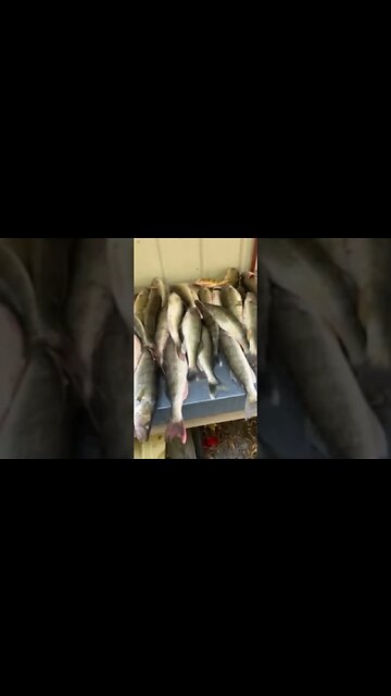 Annual Cast & Blast 2023 edition. Casting part was a success! #shorts