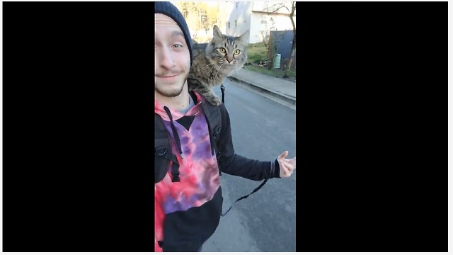 Super unique cat rides skateboard with owner