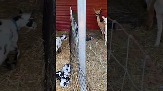 Alpaca meeting baby nigerian dwarf goats. #farmlife #alpaca #farm #goats #nigeriandwarf