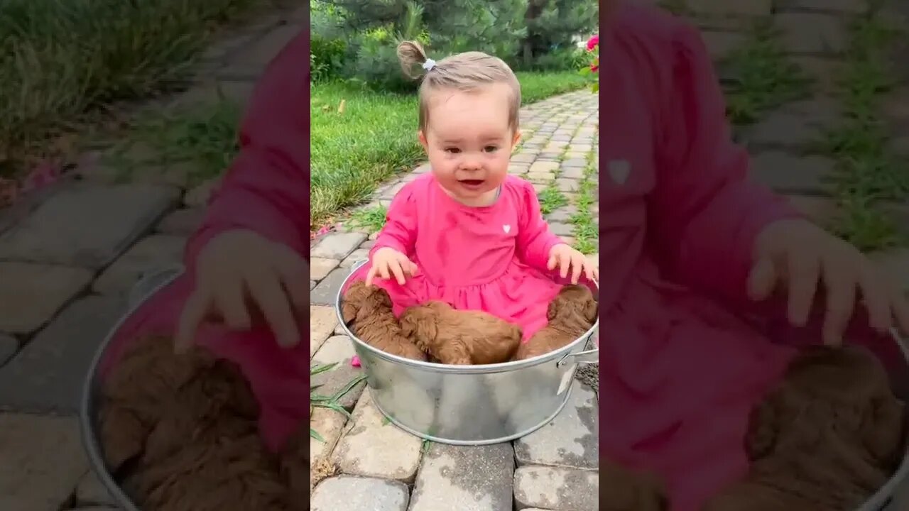 Cute and funny cat videos/#kitten #cat #kitty #funny kitten #funnycat #trending #shorts #tiktok (1)