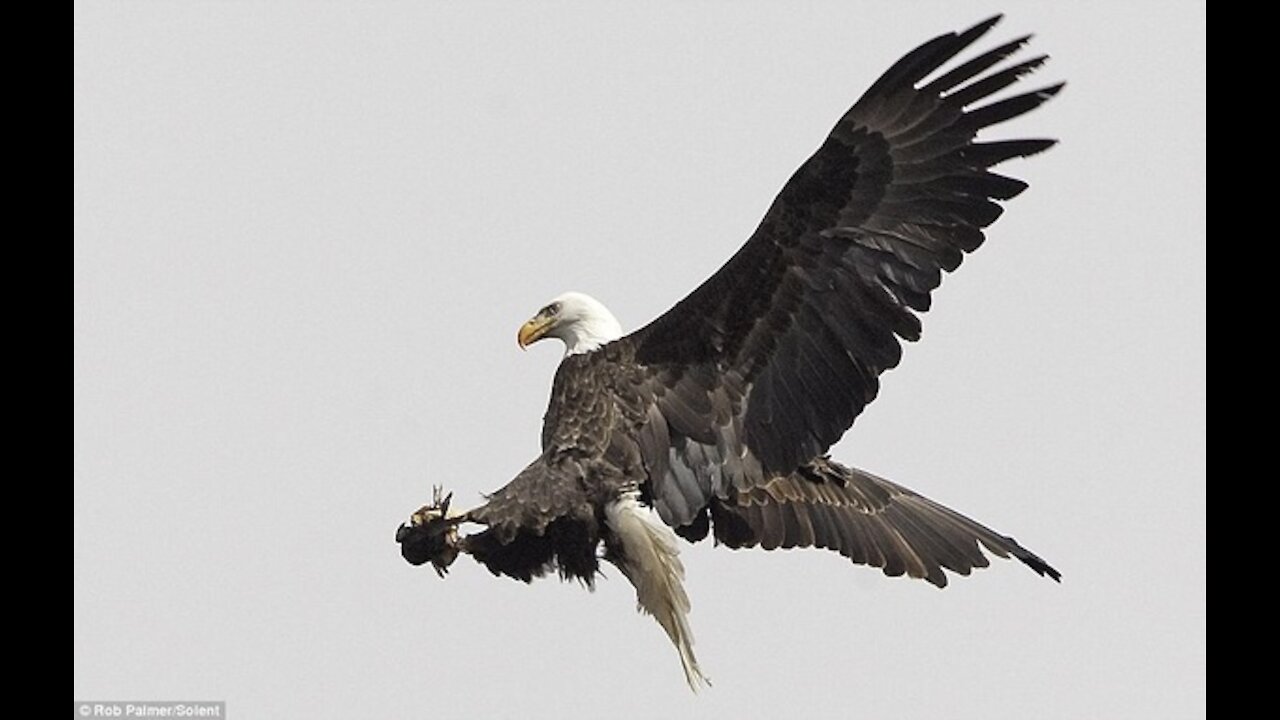 Bird Eiting Meat in air / Cheel Bird Eating on air
