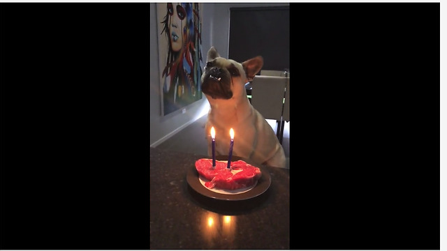 Birthday dog celebrates with steak cake