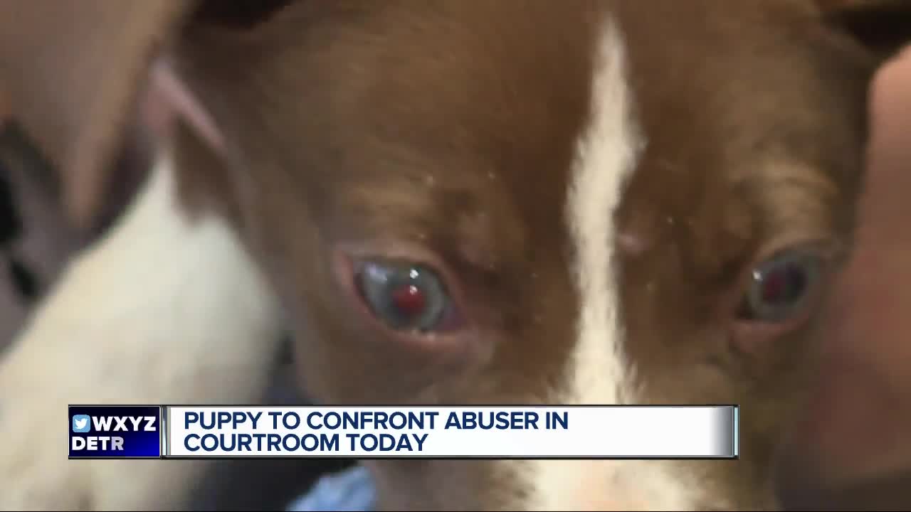 Michigan puppy poised to make rare court appearance in abuse case