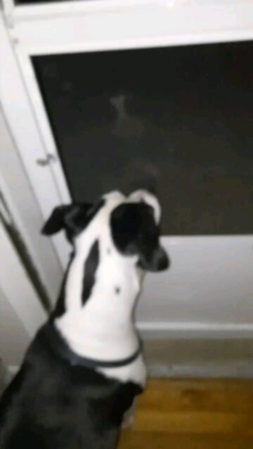 A dog from another world