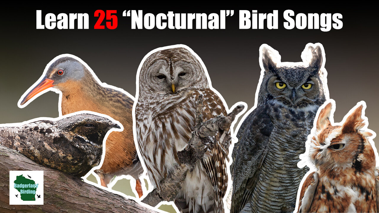 Learn 25 Nocturnal Bird Songs and Calls (United States)