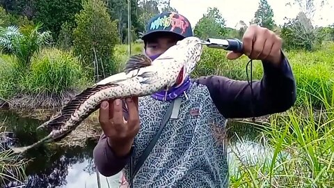 JANGAN MANCING DISIN ||| IKANNYA PADA LAPAR SEMUA