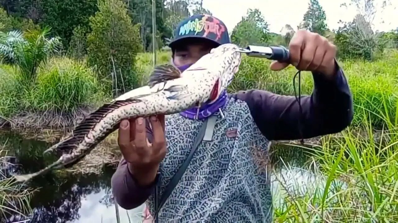 JANGAN MANCING DISIN ||| IKANNYA PADA LAPAR SEMUA