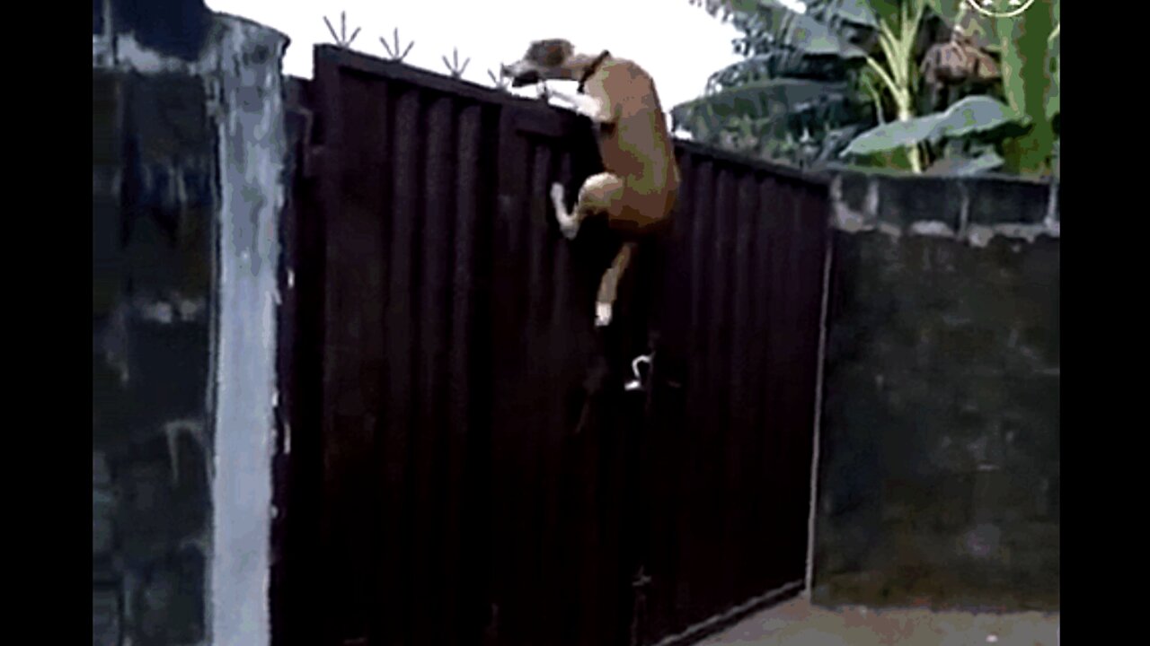 Despite the closed gate, this dog will not remain confined